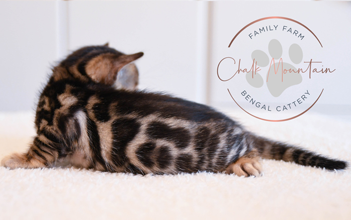 Bengal kitten for sale